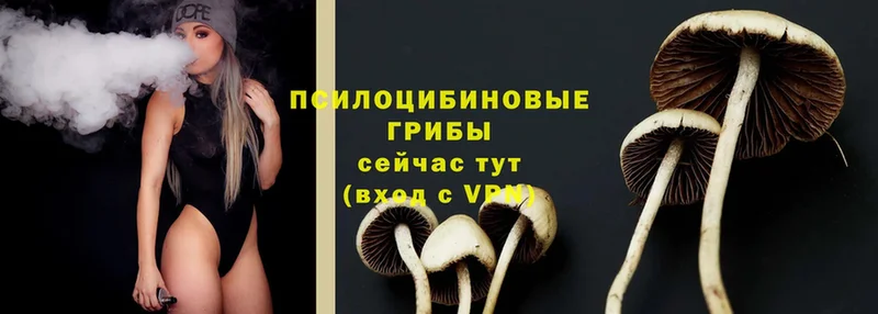 где продают   Георгиевск  Галлюциногенные грибы Cubensis 