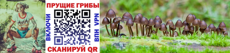 Псилоцибиновые грибы Cubensis  Георгиевск 